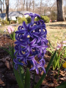 Nature Laughs in Flowers! - a quote