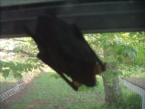 a bat hung out in the shrine room window for several weeks