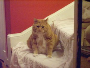 Lewis posing, front view