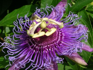 Greenbelt Lake had curious passion flowers