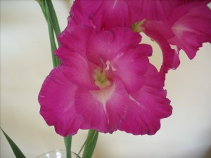 many references between C.S.T. and opening like a flower