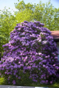 inner blossoming comes from practicing gentle kindness to self - Rhododendron, TMC, Maryland